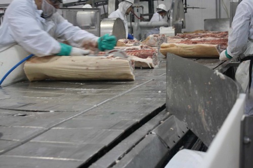 Pork Breaking Line: shoulders and hams are separated from the loins by circular saws. Bellies are separated by hand with a small air-powered circular saw.